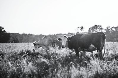 Cows on field against clear sky