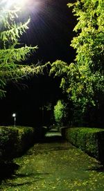 Trees in garden at night