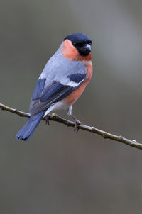 Close-up of bird perching on twig