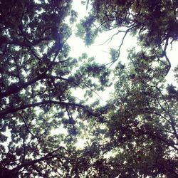 Low angle view of trees against sky