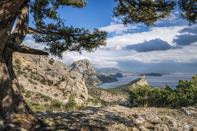 Pine tree and cape kapchik in background. beautiful landscape. novyi svit, crimea, sudak