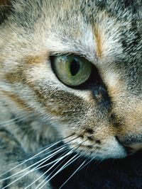 Close-up portrait of cat