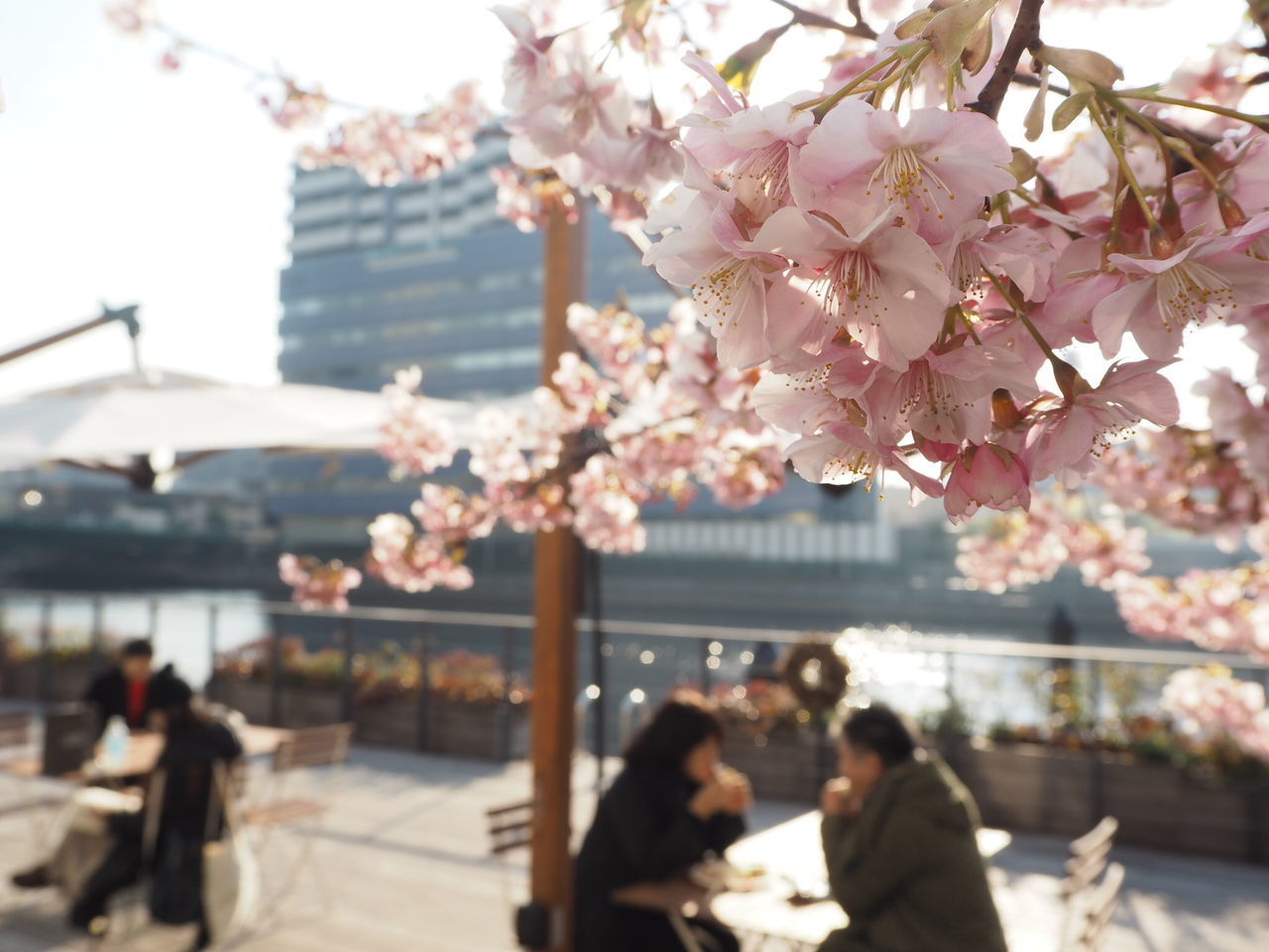 CLOSE-UP OF CHERRY BLOSSOMS