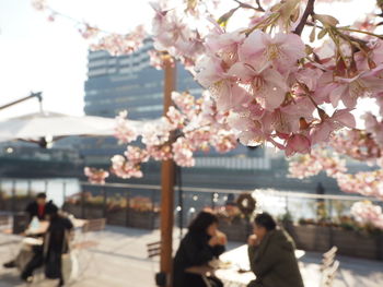 Close-up of cherry blossom tree