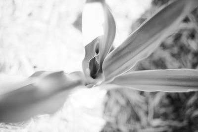 Close-up of white flowers