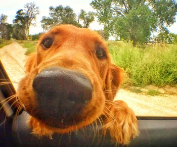 Close-up portrait of dog