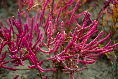 Close-up of plant