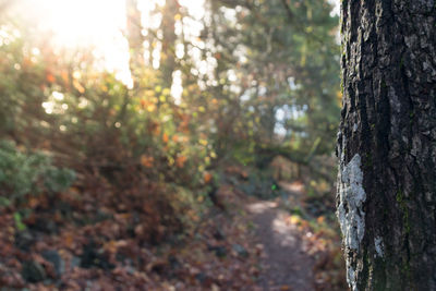 Trees growing in forest