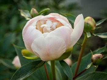 Close-up of peony growing at park