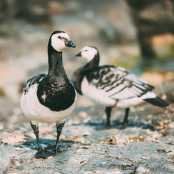 Close-up of two birds on land