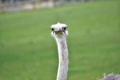 Close-up of a ostrich face and neck on field