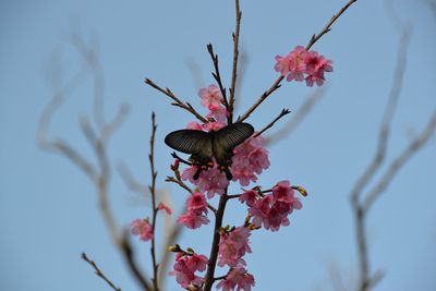 Low angle view of cherry blossom tree