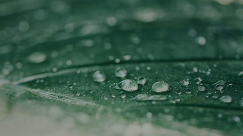 Close-up of wet leaves during rainy season