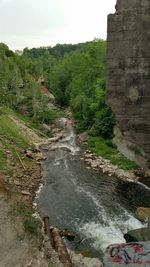 Reflection of trees in water