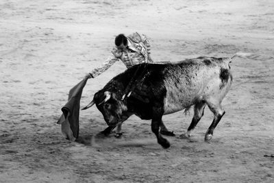 Dog running on land