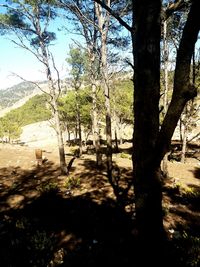 Scenic view of trees in forest