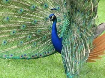 Peacock in a field