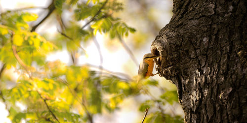 Close-up of a bird on tree trunk