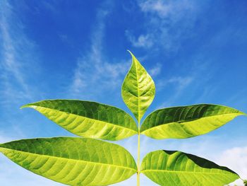 Low angle view of green leaves against sky