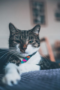 Close-up portrait of a cat