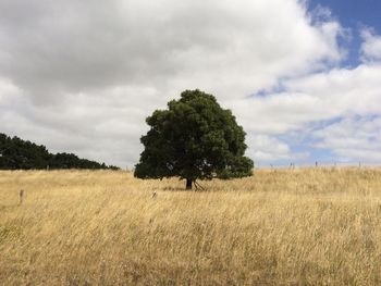 Tree on field against sky