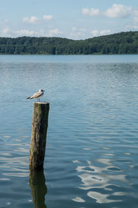 Bird flying over lake