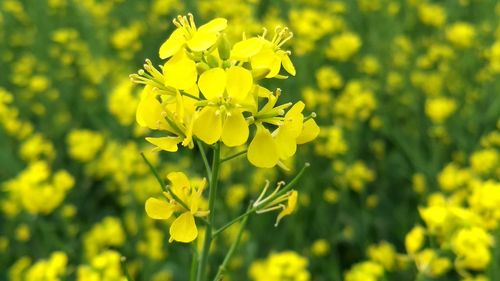 Close-up of yellow flowering plant