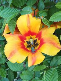 Close-up of yellow flowering plant