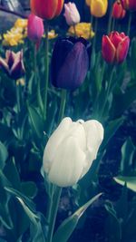 Close-up of white crocus blooming outdoors