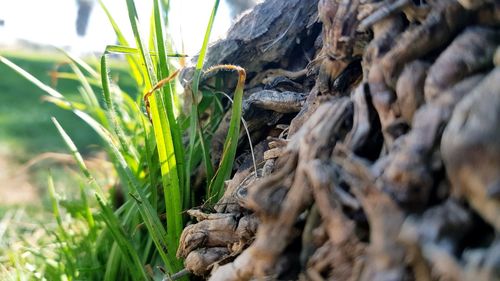 Close-up of lizard