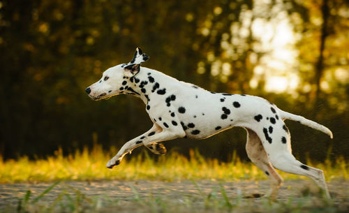 Side view of dalmatian dog running on field against trees