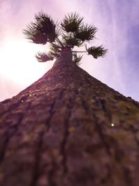 Low angle view of tree against sky