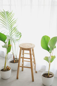 Potted plant on table at home