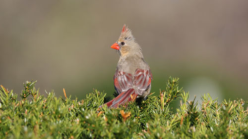 Close-up of bird perching on a land