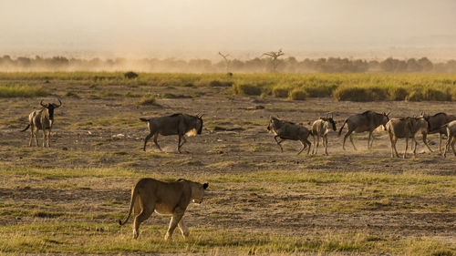 Animals on land against sky