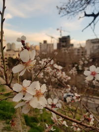 Close-up of cherry blossoms in spring