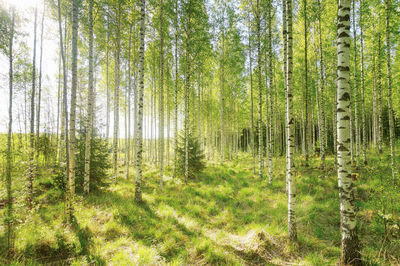 Pine trees in forest