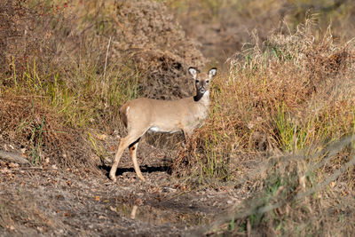 animal