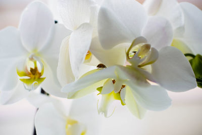 Close-up of white flowers