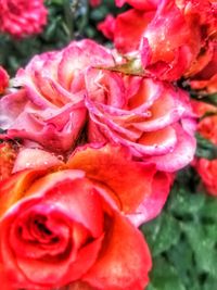 Close-up of pink rose