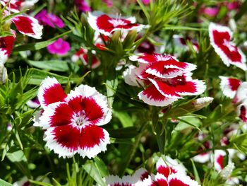 Close-up of pink flowers