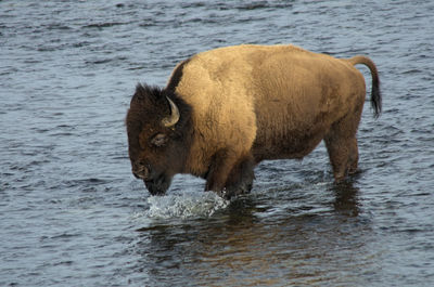 Horse standing in a lake