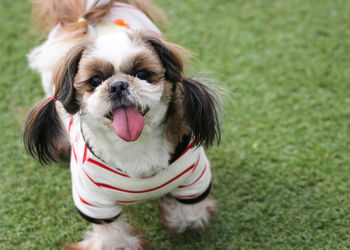 Close-up portrait of dog on field