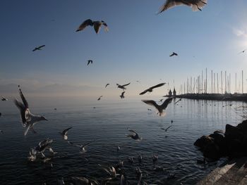 Birds flying over sea