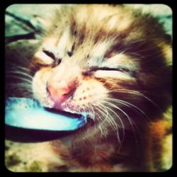 Close-up of cat