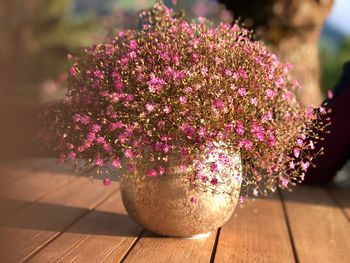 Close-up of pink flowering plant palace garden