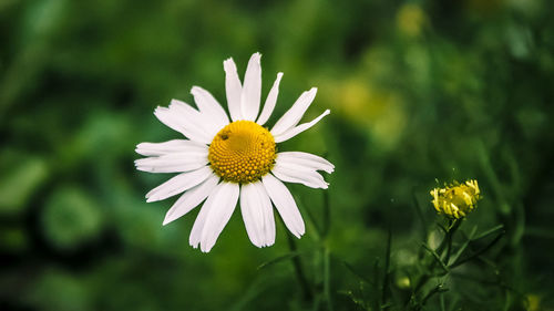 Camomile close up on a blurry green background