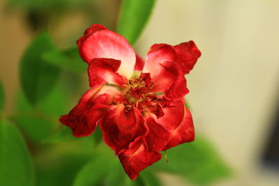 Close-up of red rose