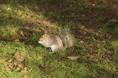 High angle view of squirrel on field