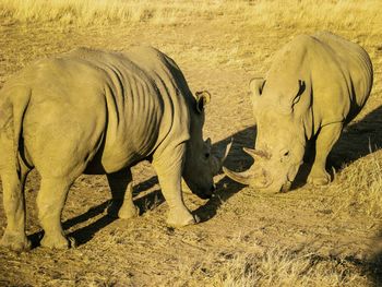 Rhinoceroses standing face to face on field